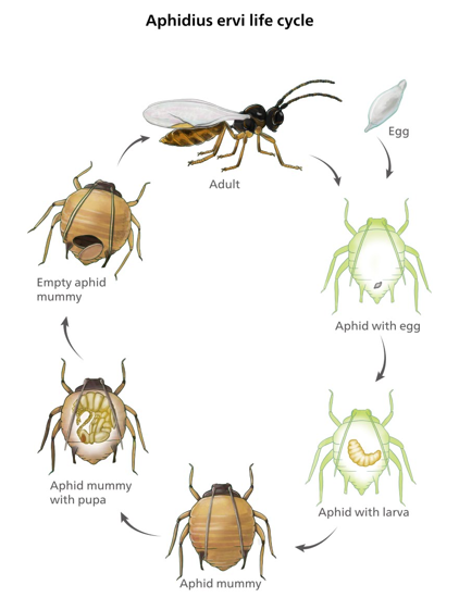 Aphidius Ervi Life Cycle Diagram, Ervipar for Control of Aphids