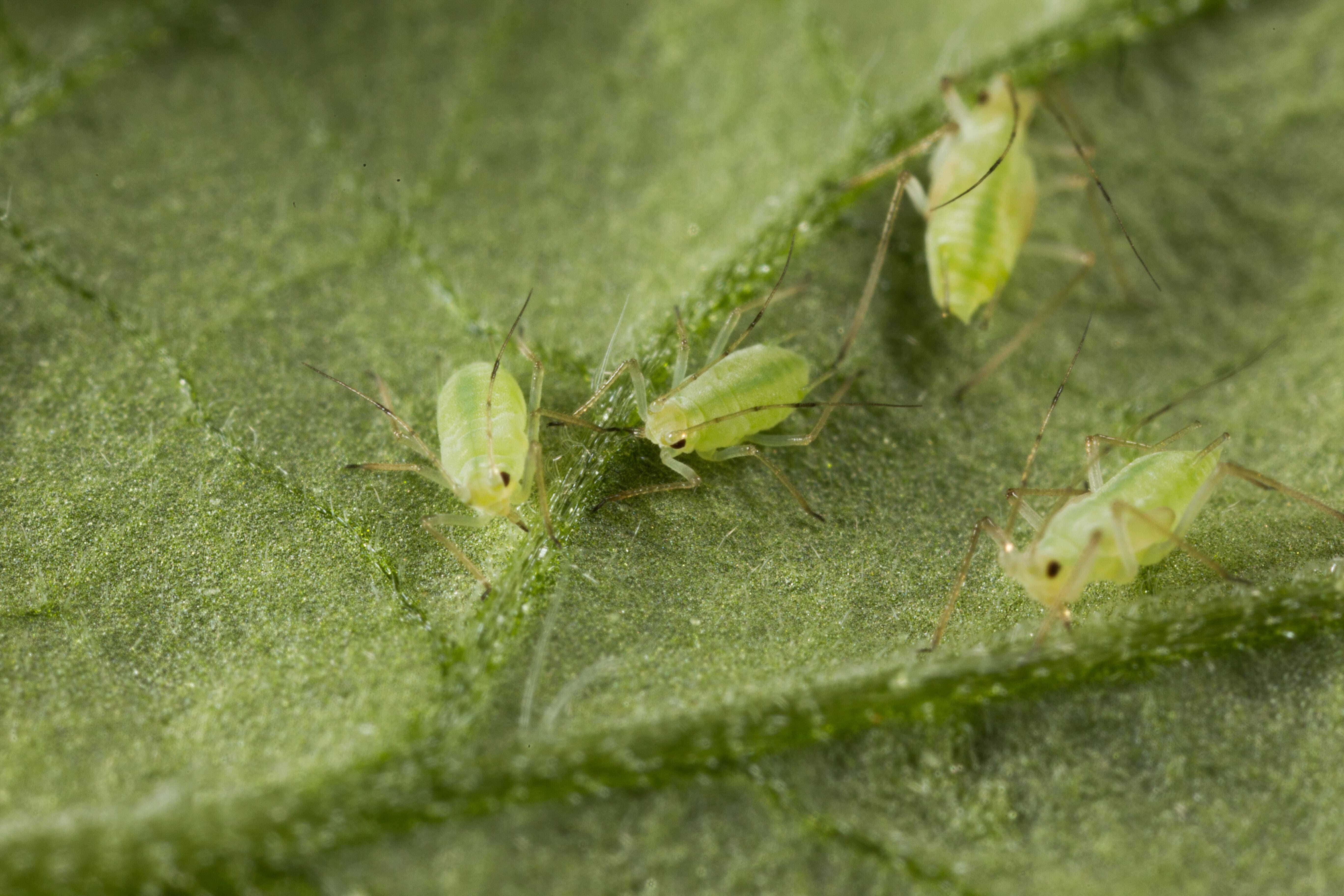 macrosiphum-euphorbiae-plant-leaf aphids on plant leaf