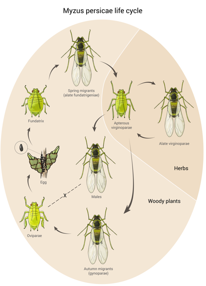 Myzus Persicae Life Cycle Diagram