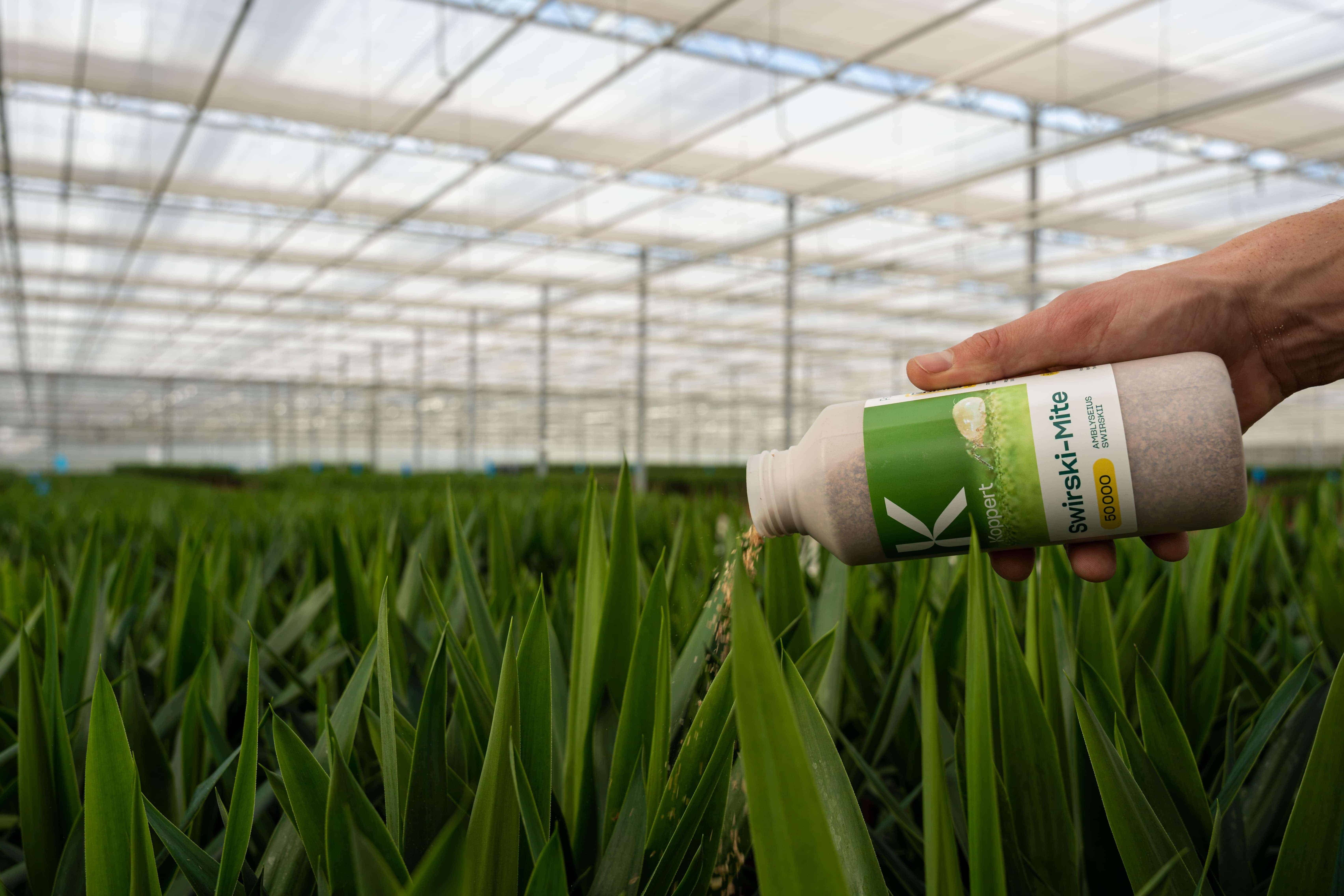 Swirskii Bottle being applied to control thrips and spider mites
