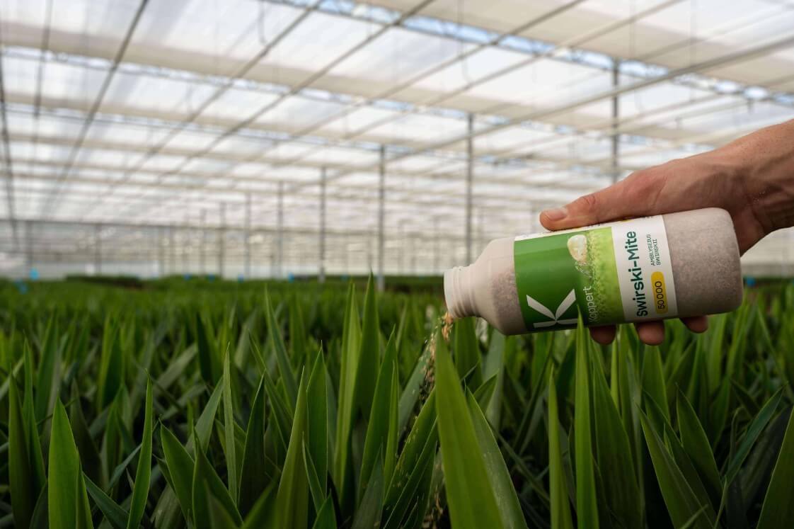 Swirskii Bottle Application in Ornamentals