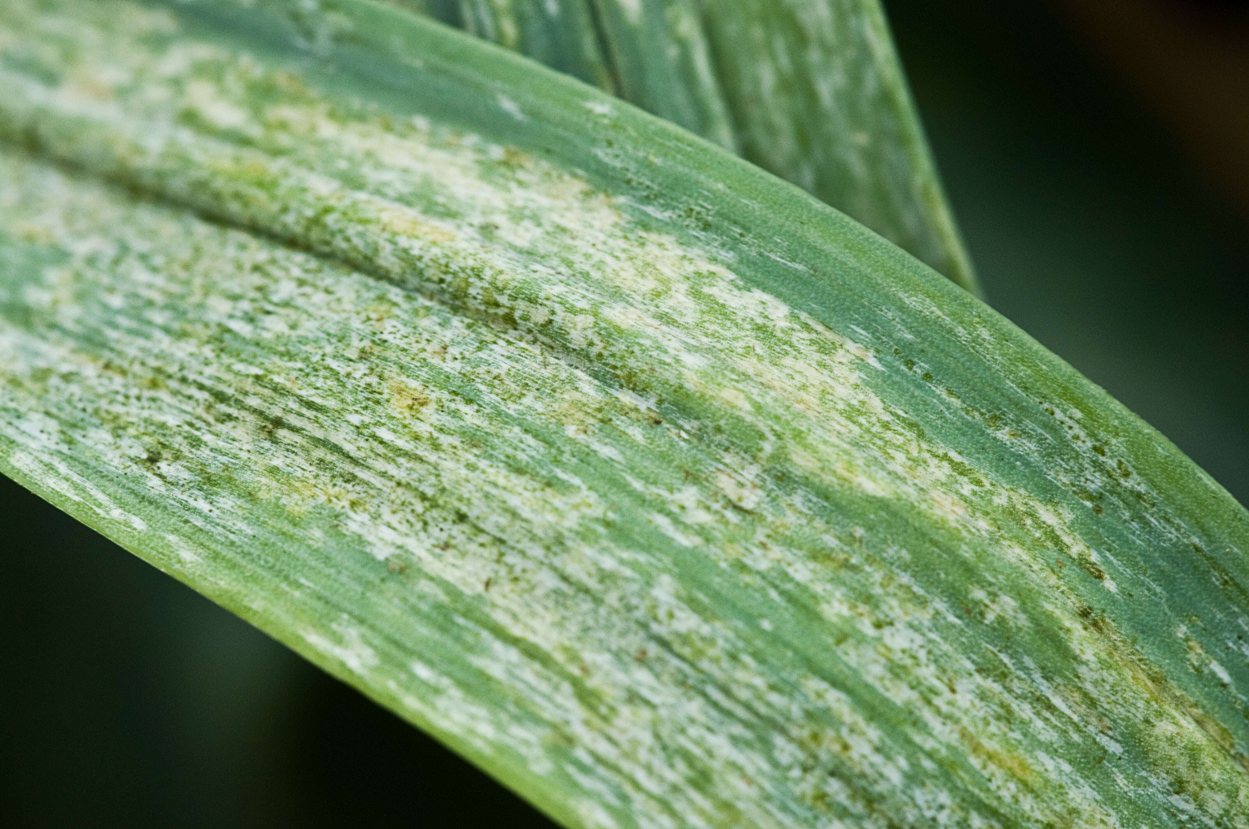 Damage from Thrips tabaci on leeks